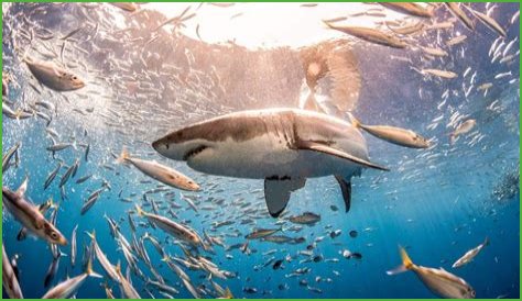 Unveiling The Enigmatic World Of Burak Deniz's Partner: A Journey Of Discovery